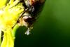 Peleteria rubescens